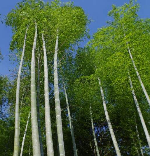  竹子，毛竹