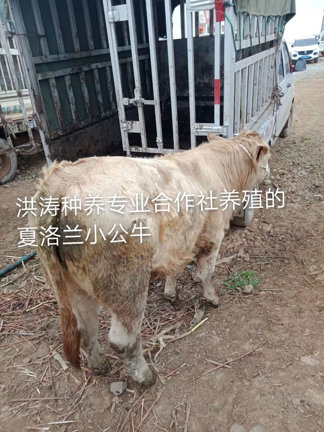 肉牛  西门塔尔牛 洪涛种养专业合作社，西门塔尔，夏洛，安克