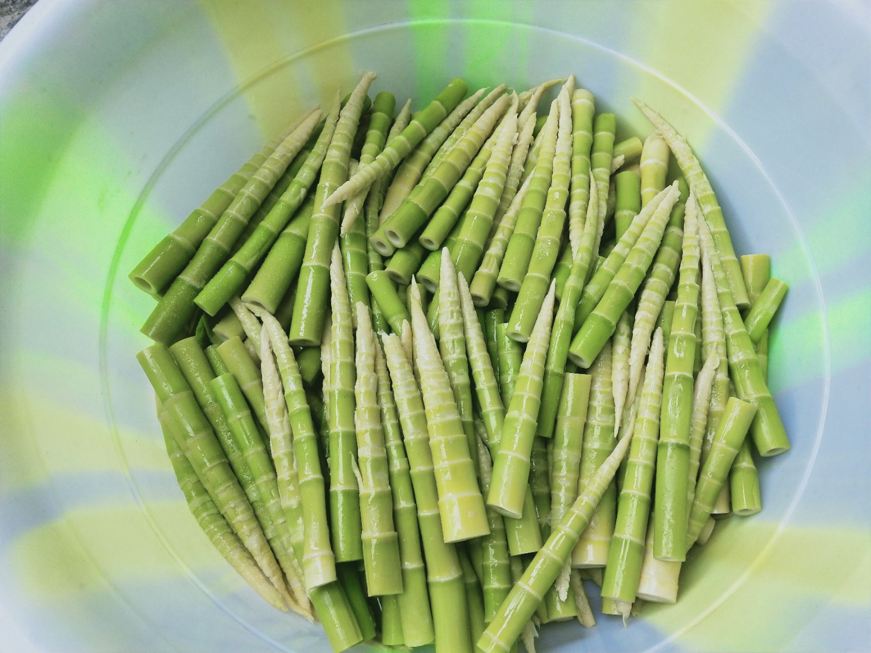  小竹笋女娲故里茶叶之乡大自然美食 鲜嫩可口 可清炒 可炖肉