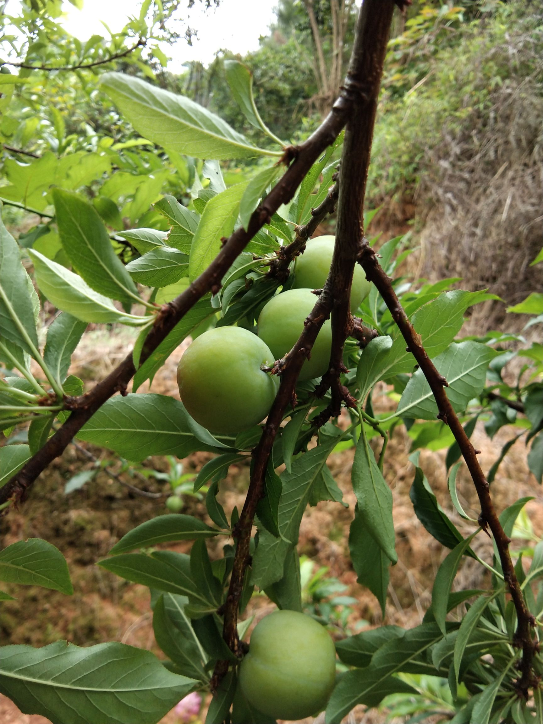 红心李子苗  李子树苗 红心三华李子苗嫁接果树苗 南北方种植盆栽地栽当年