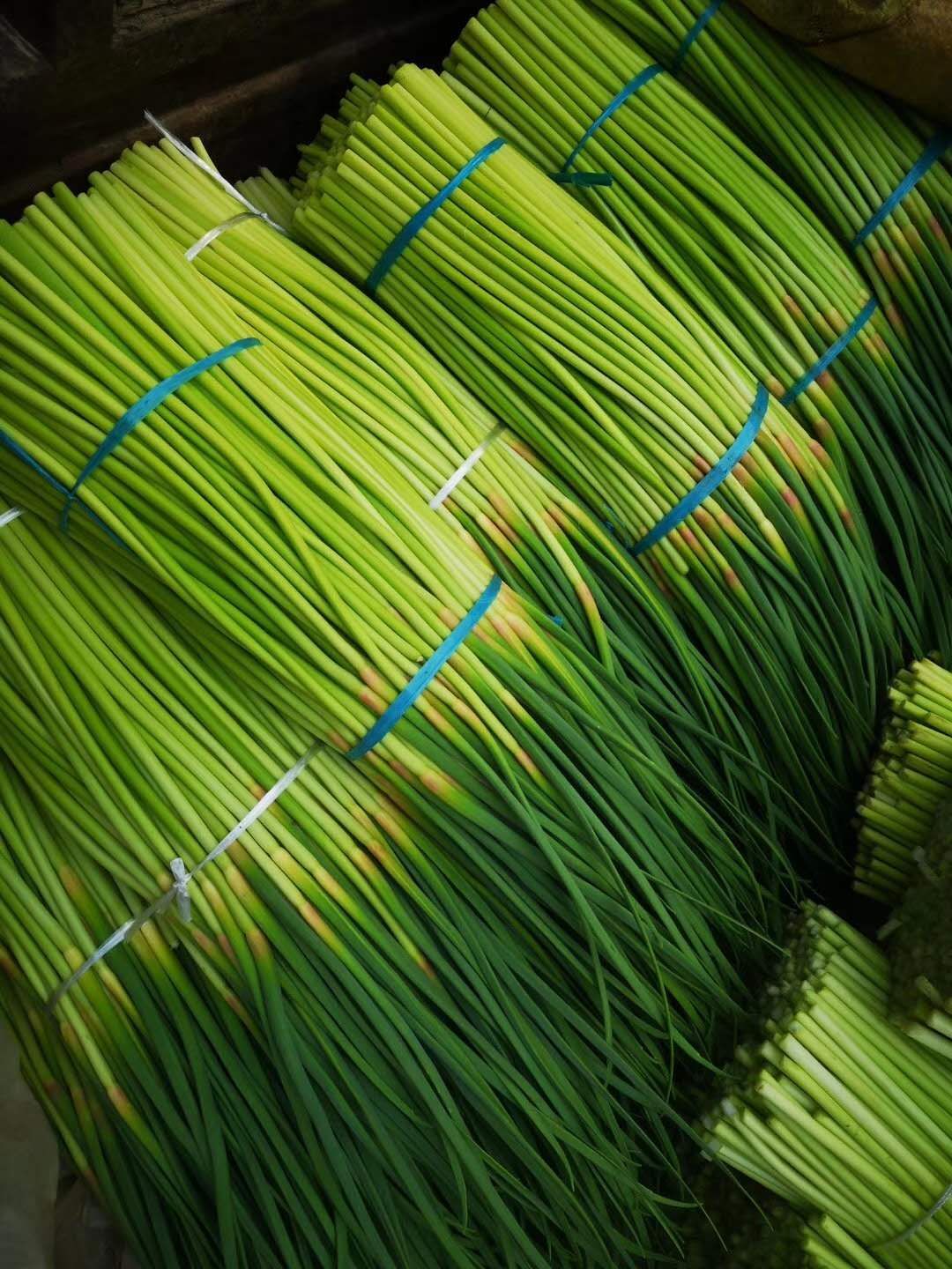 红帽蒜苔 杞县大蒜主产区蒜薹大量上市