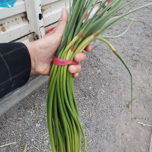 金乡县杂交蒜薹  专业储存红帽蒜薹！冷库出租！精加工，产地直销！