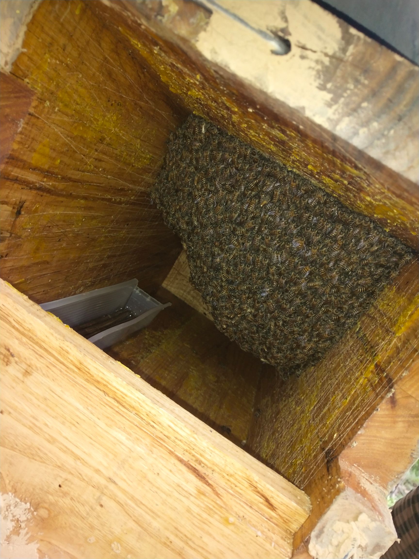 土蜂蜜 2年以上 42 本品不能代替药物