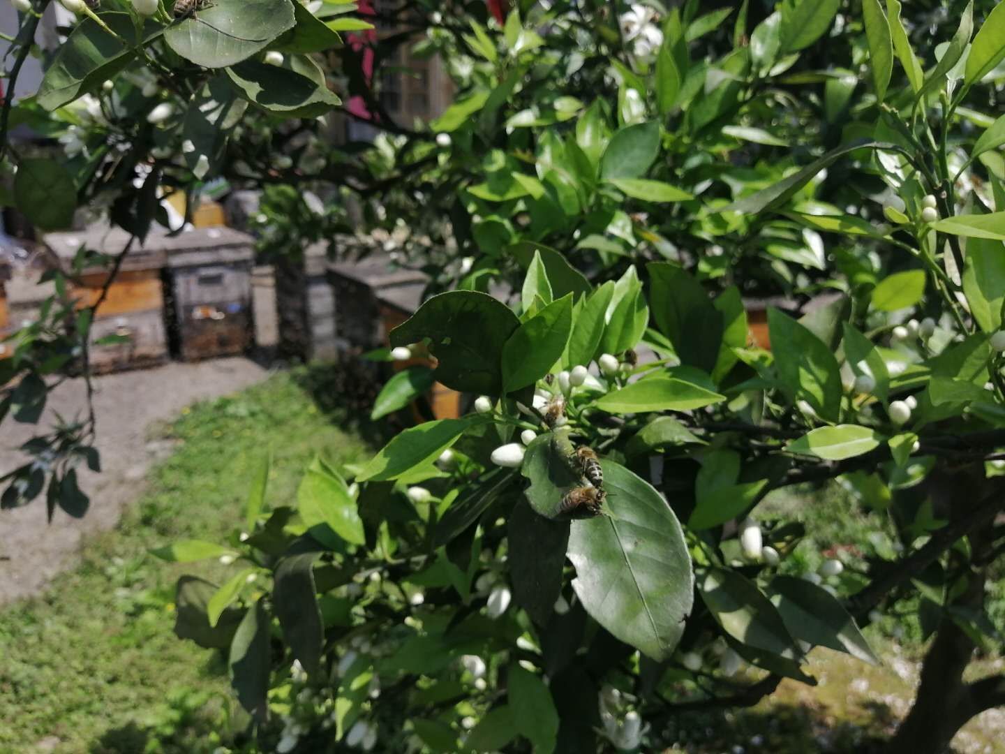 百花蜜 早春脐橙蜜