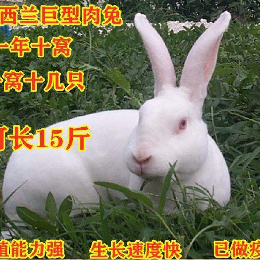 新沂市 大型肉兔子活体比利时肉兔成年种兔幼兔繁殖家养新西兰肉兔子活