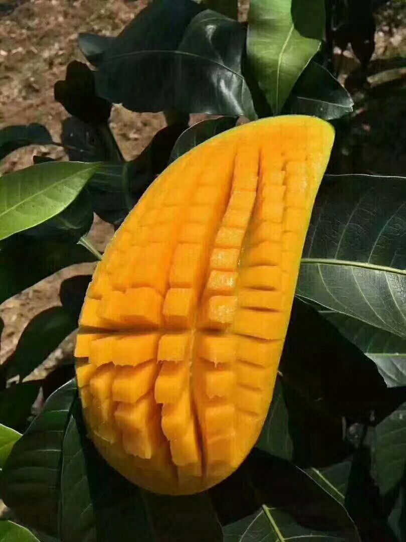 越南大青芒，金皇芒，一级，二级，大量批发