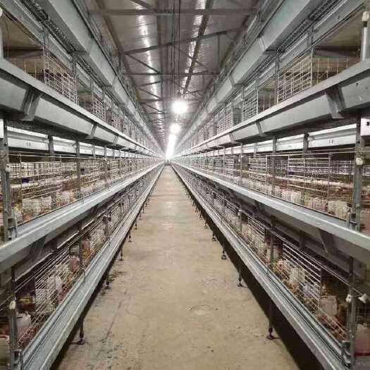 永宁县 昱发禽业出售60至100日龄青年鸡