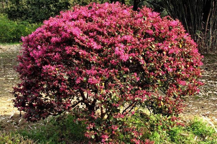 光山县 精品红花继木