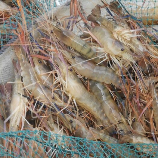 漳州沼虾大头虾福建活虾塘口现货鲜虾草虾