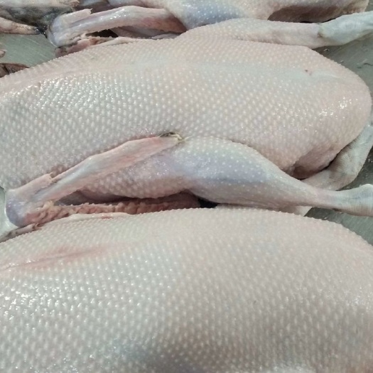 佛山鹅肉类 黑粽鹅，纯手工拔毛