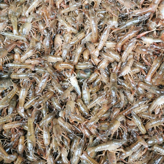 潜江市小龙虾苗   虾苗湖北潜江高成活率基地现起现发小龙虾虾苗
