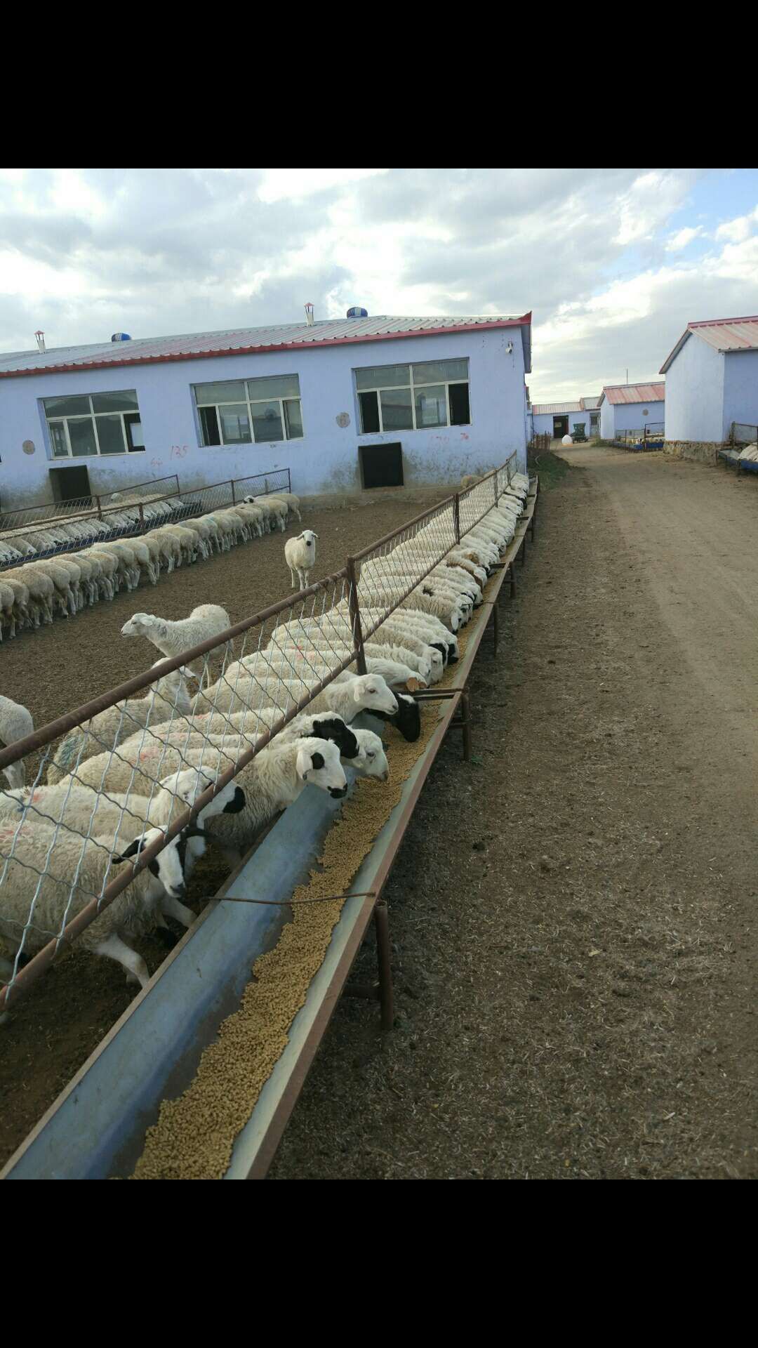 河北杜泊绵羊图片