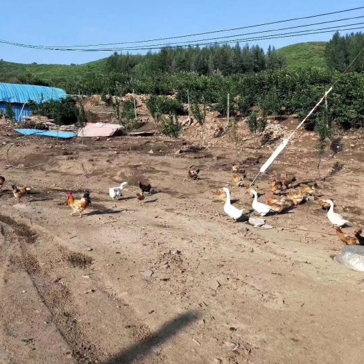 西丰县 果园散养鸡，土鸡蛋
