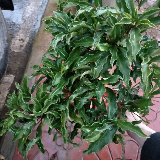 福鼎市黄金草 黄金万两