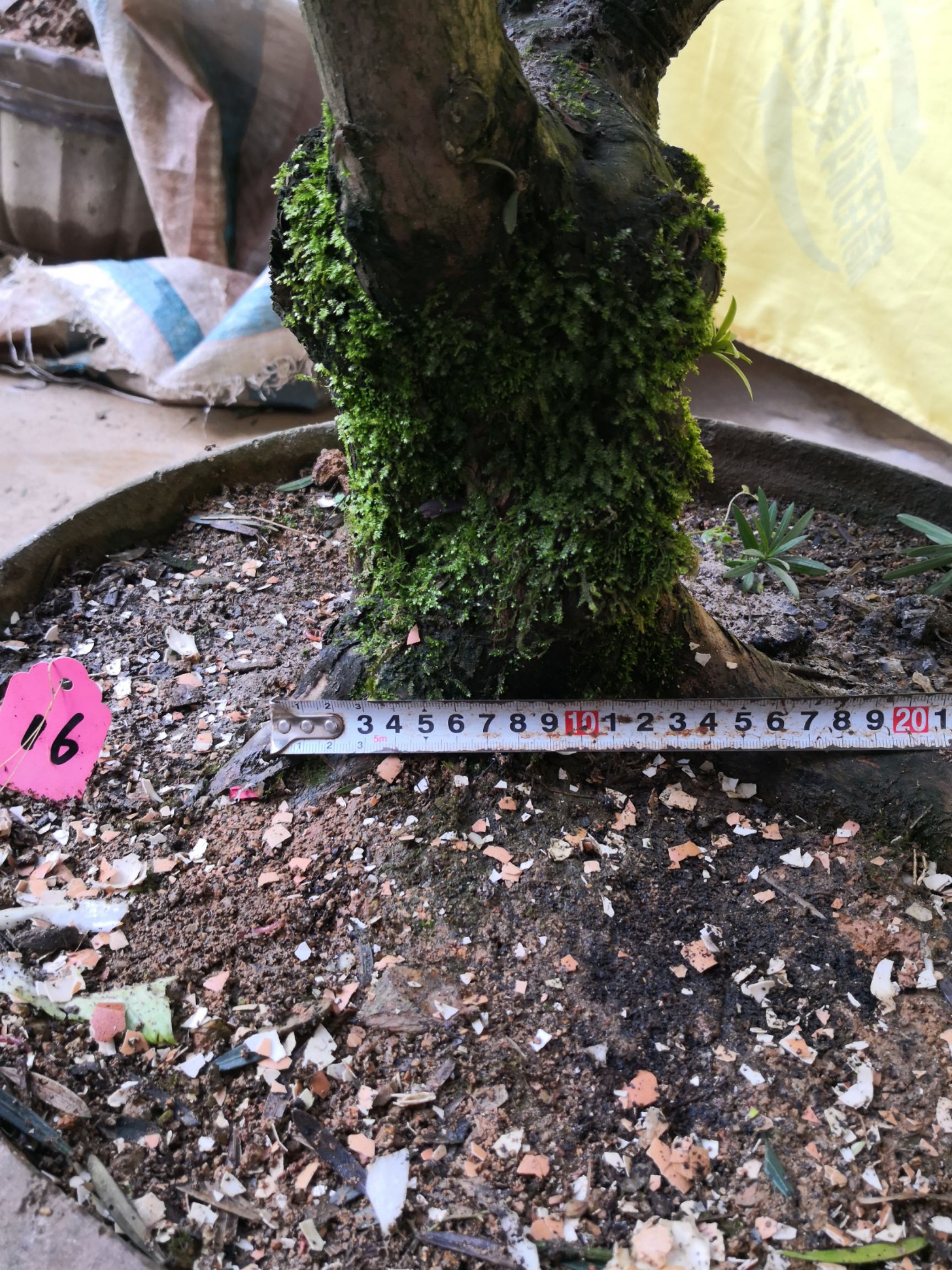  徽派原生罗汉松盆景中大型罗汉松盆栽产地直销一物一拍熟盆好养