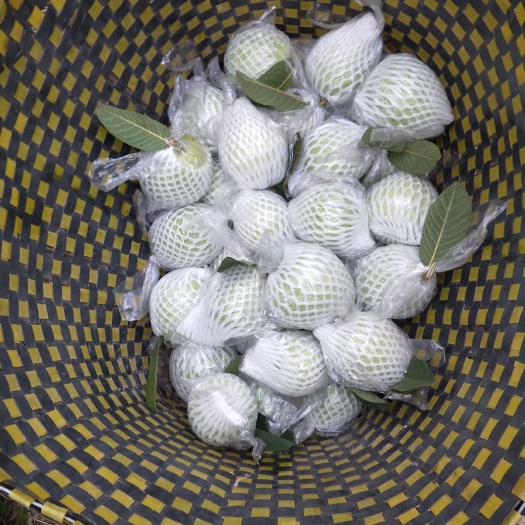 惠东县 红心番石榴，白心番石榴，