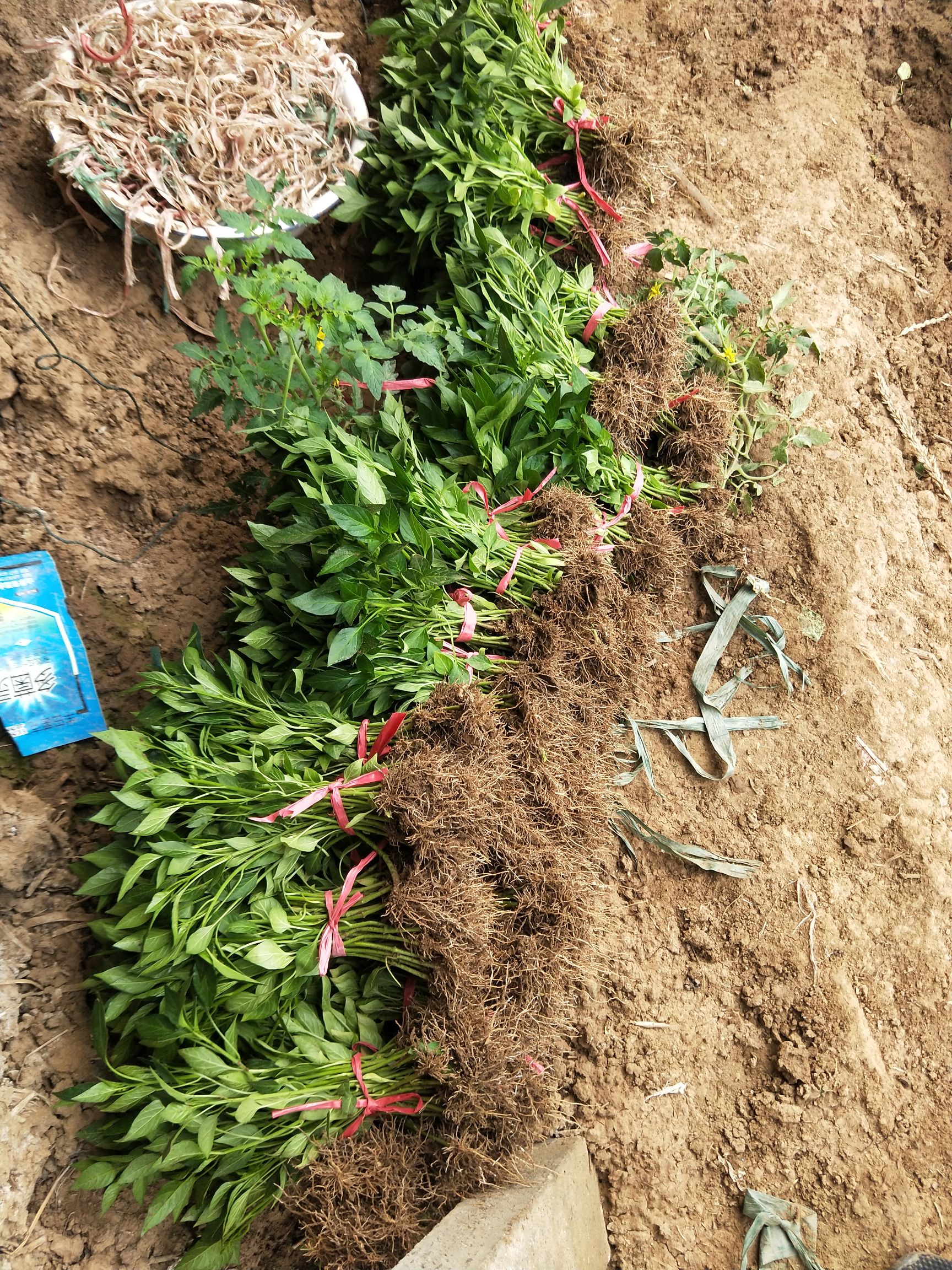 线椒苗 自家育苗欢迎实地考察