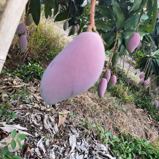 乐东县贵妃芒 贵妃大果4块批发