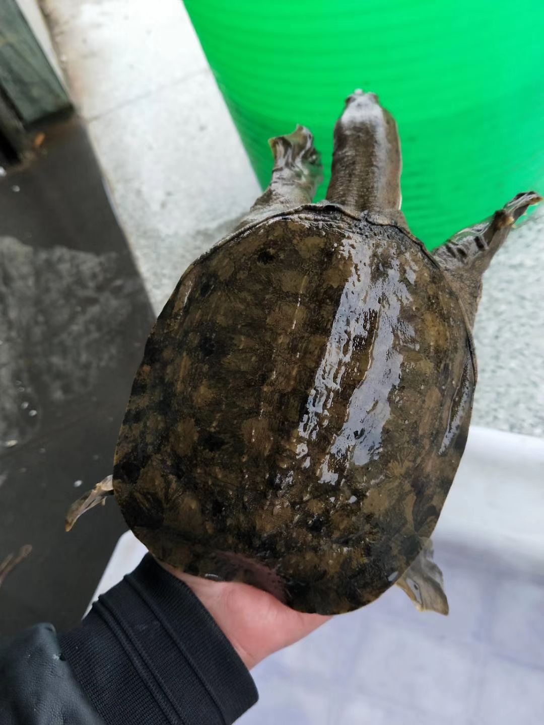  甲鱼专营
