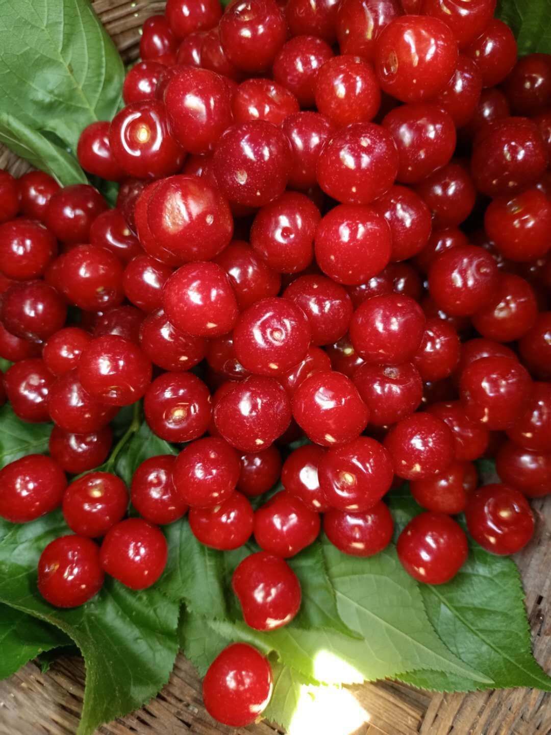  凉山州冕宁县花果村最美樱桃