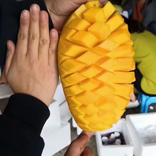 凭祥市越南大青芒，金皇芒，一级，二级，大量批发