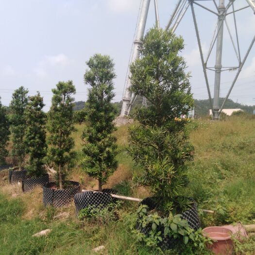 深圳 纯自然态罗汉松，地径1-8公分高度0.5-3米