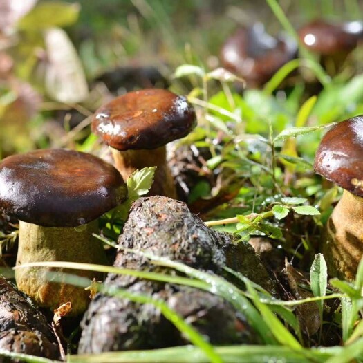 重庆市 牛肝菌厂家直销厂家直销