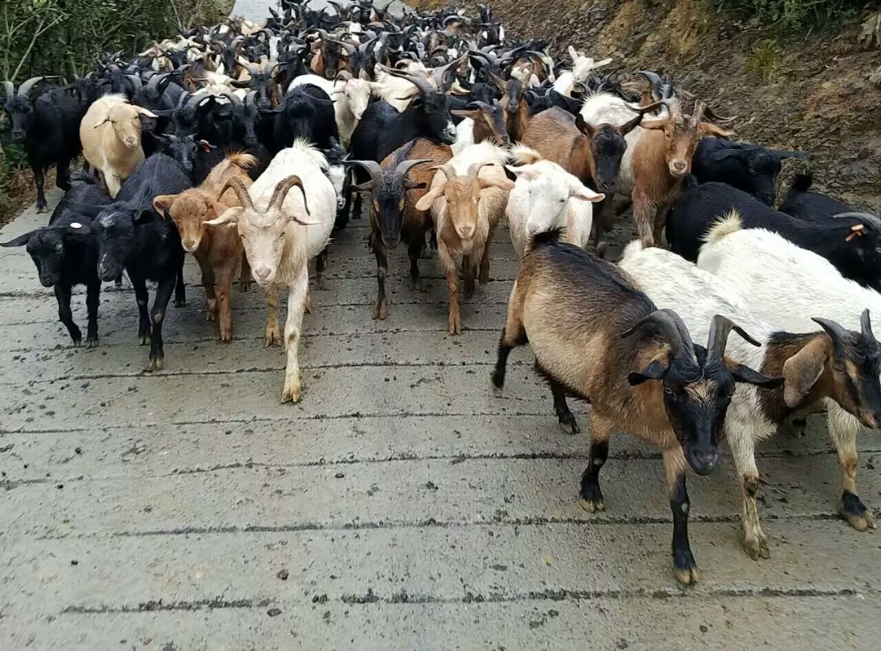  放养黑山羊小耳羊立耳羊本地黑山羊