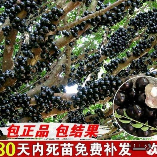 灵山县 嘉宝果苗沙巴嘉宝果大苗，当年种植当年
【次年】开花结果