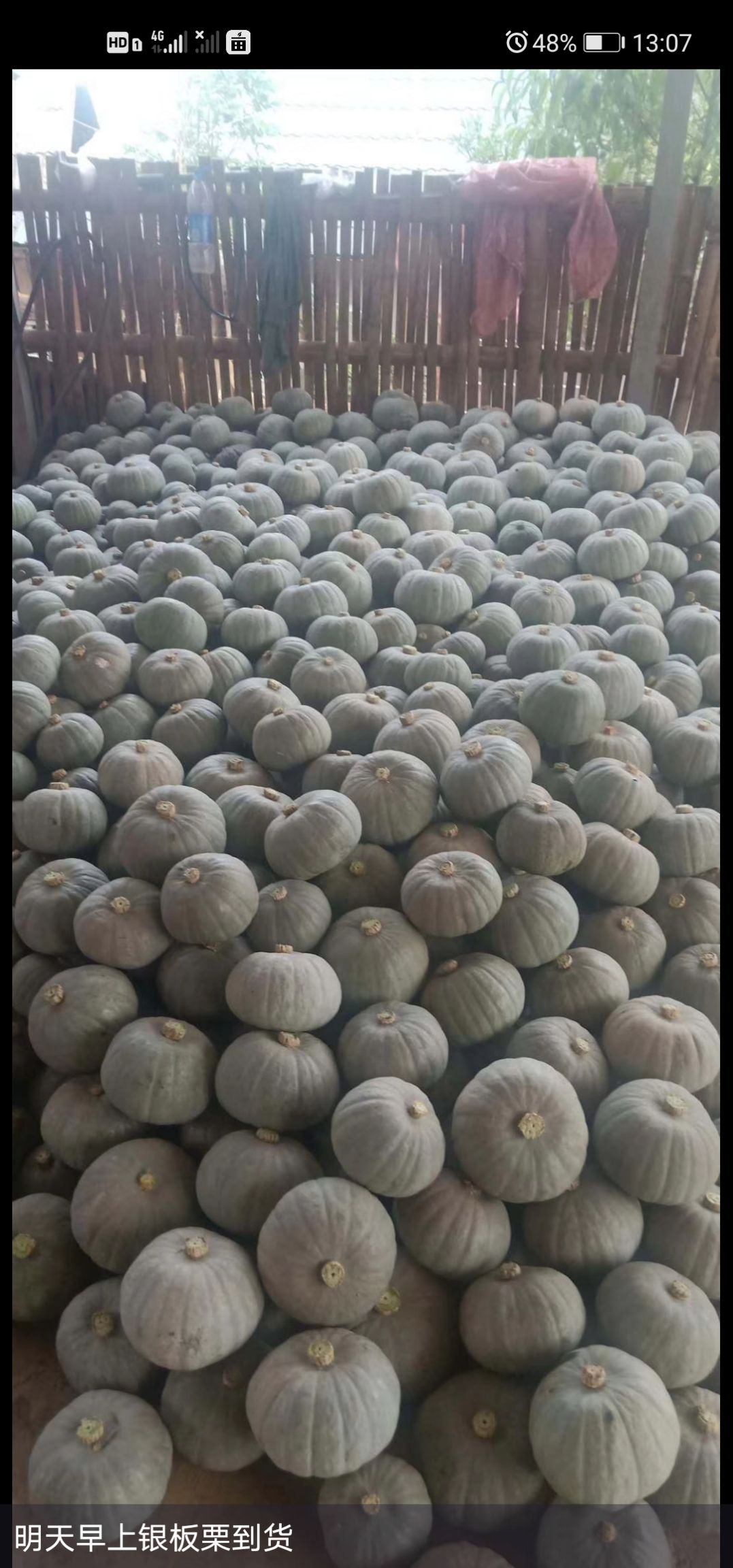 贝贝南瓜，各种各样的南瓜看店铺。