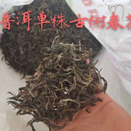 澜沧县 普洱古树春茶