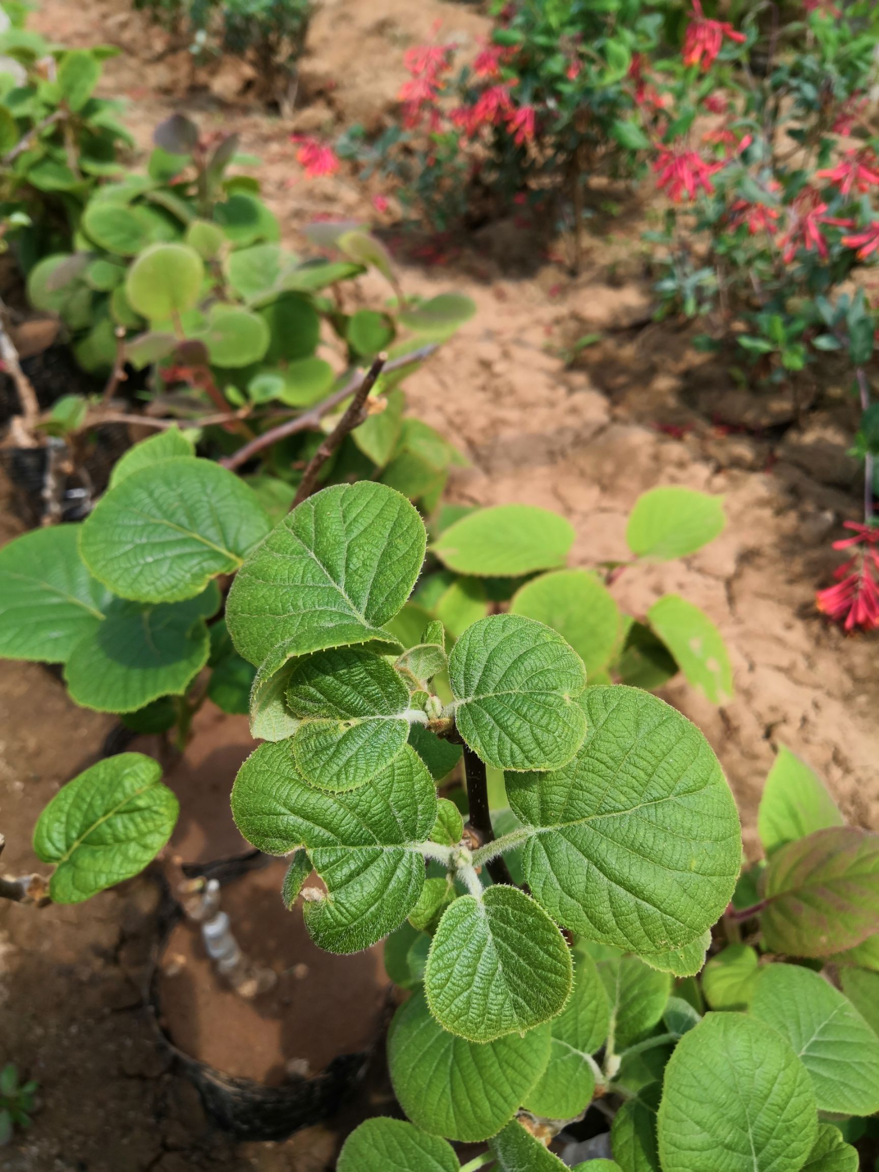 红心猕猴桃苗 盆栽猕猴桃，带盆发货