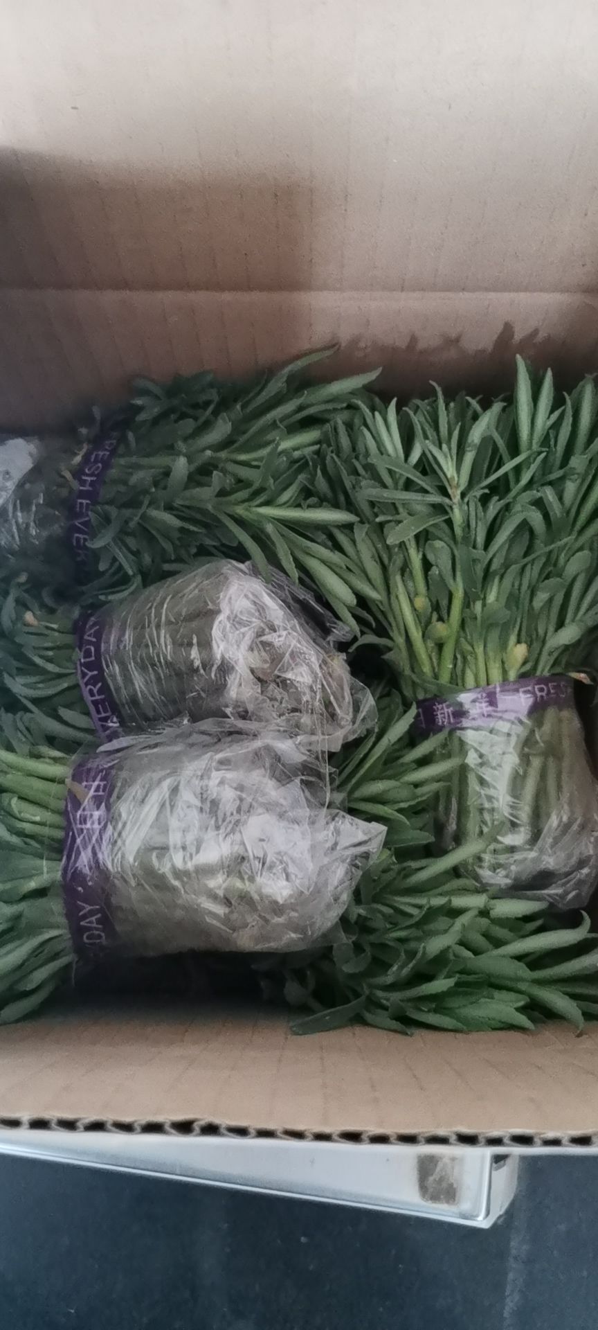 救心菜种苗  救心菜，养心菜，高钙菜，景天三七