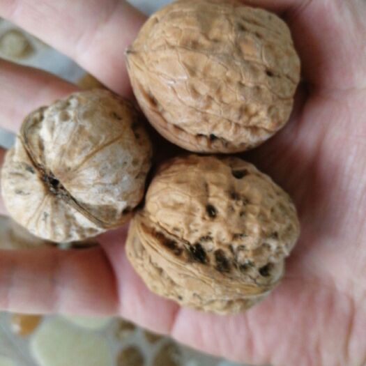 烟台 19年硬皮胶东核桃