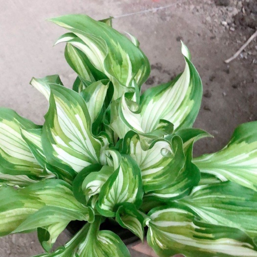 丹阳市玉簪花 花叶玉簪120双色杯