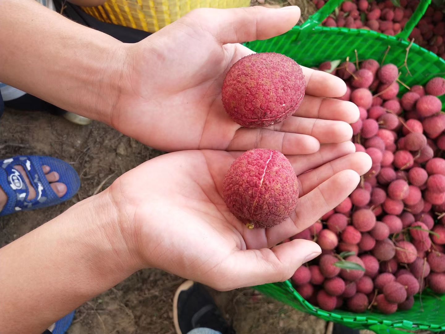 无核荔枝苗杯苗