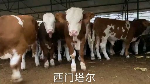 肉牛  西门塔尔牛 洪涛种养专业合作社，西门塔尔，夏洛，安克