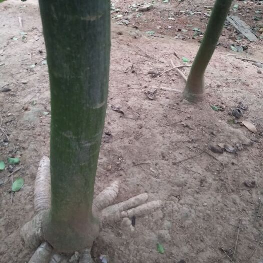 廉江市 发财树，给钱就卖了！货靓，价格好说！