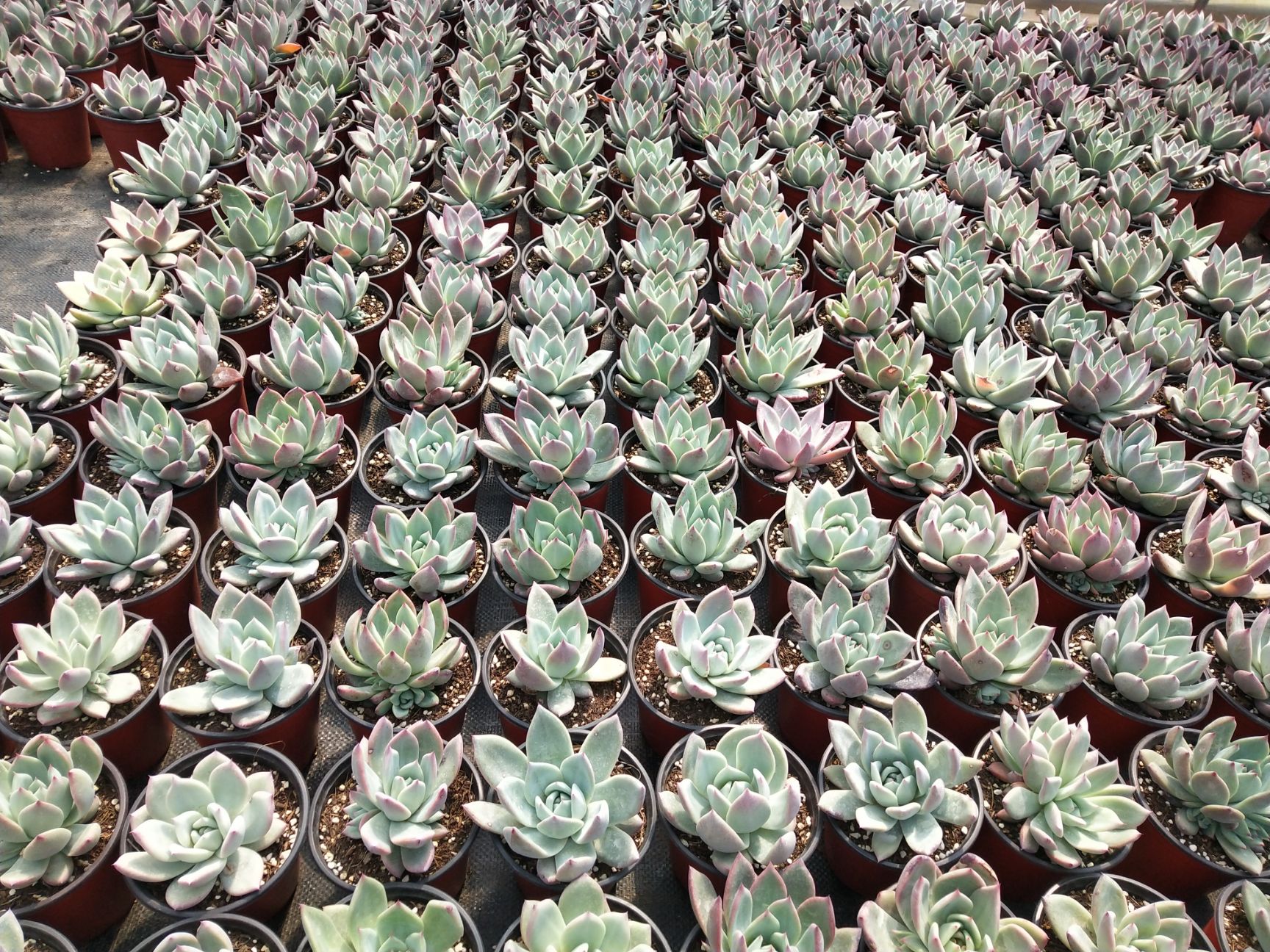  云南自家种植各类多肉植物乌木多肉蓝苹果多肉