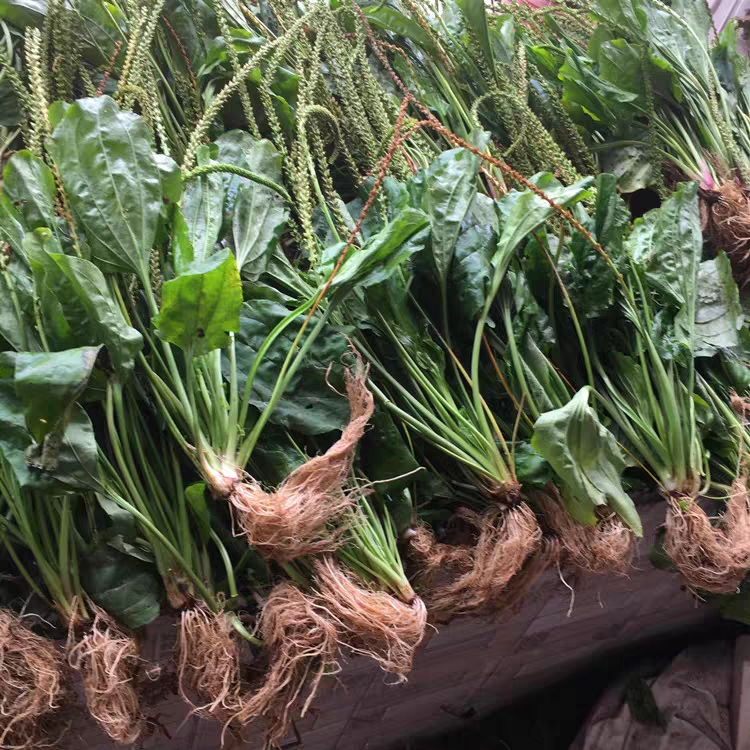  车前草