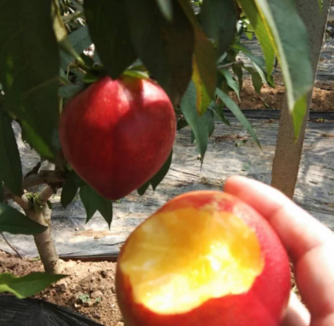  山东日照大棚油桃大量上市中  品种繁多物美价廉