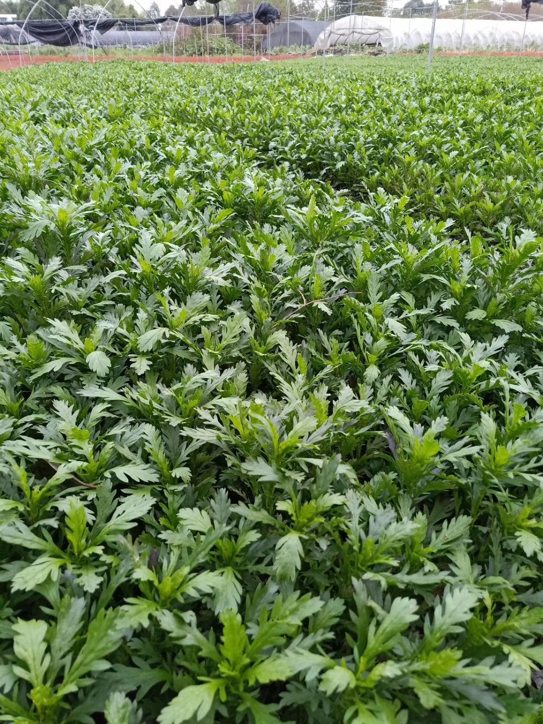 木春菊基地，木春菊大杯，木春菊小杯，木春菊批发价格