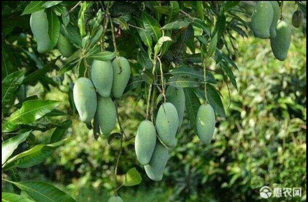  桂七芒果苗嫁接苗结果早产量高根系
发达