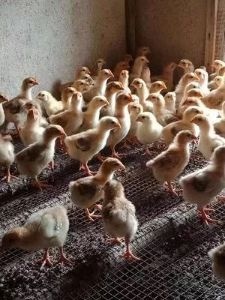 沭阳县三黄鸡苗 长年供应鸡，鹅，鸭苗，孵化场直供！