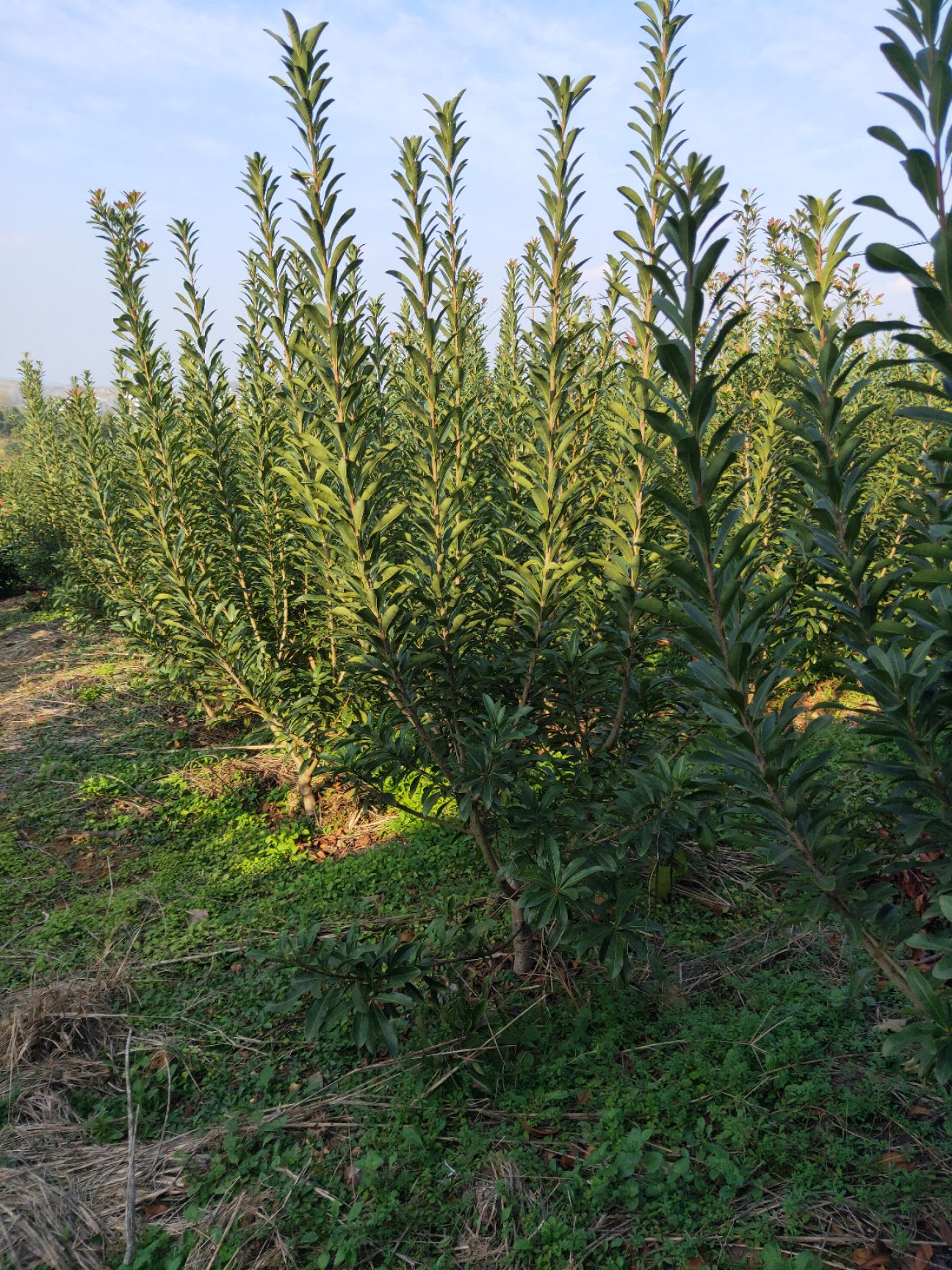 杨梅芽苗 地径3一4公分以上的精品杨梅苗