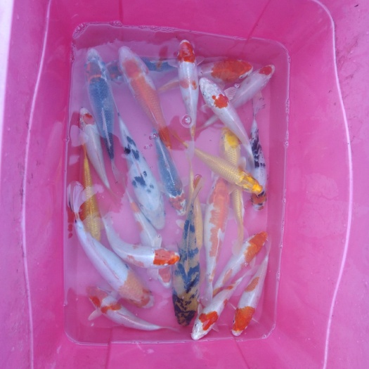 龙泉市红白锦鲤 观赏鱼