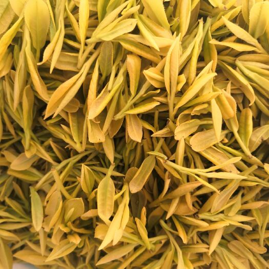 安吉县黄茶  安吉黄金叶茶 22新茶黄金芽茶叶特级安吉白茶黄金叶黄金白茶黄