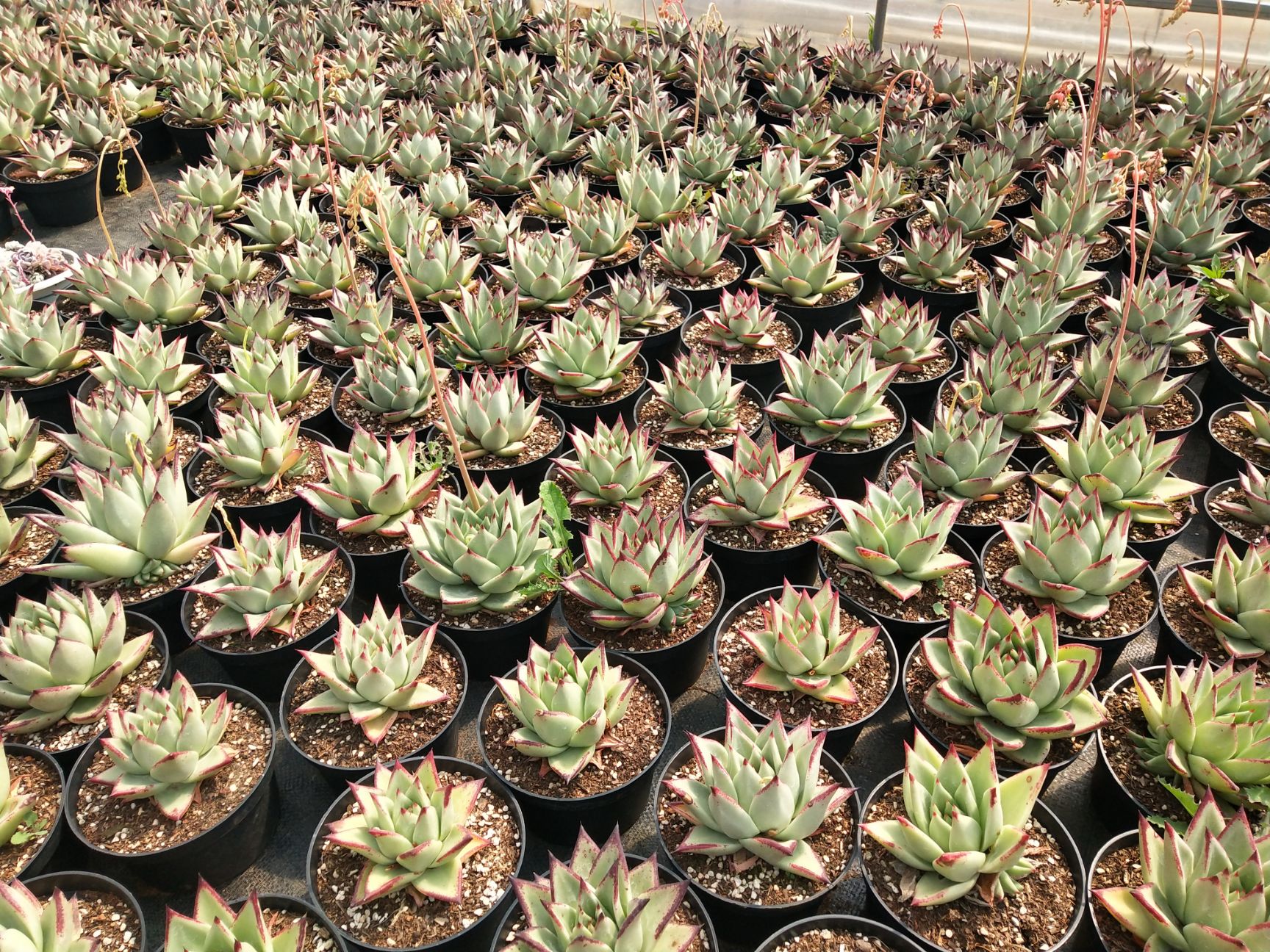  云南自家种植各类多肉植物乌木多肉蓝苹果多肉