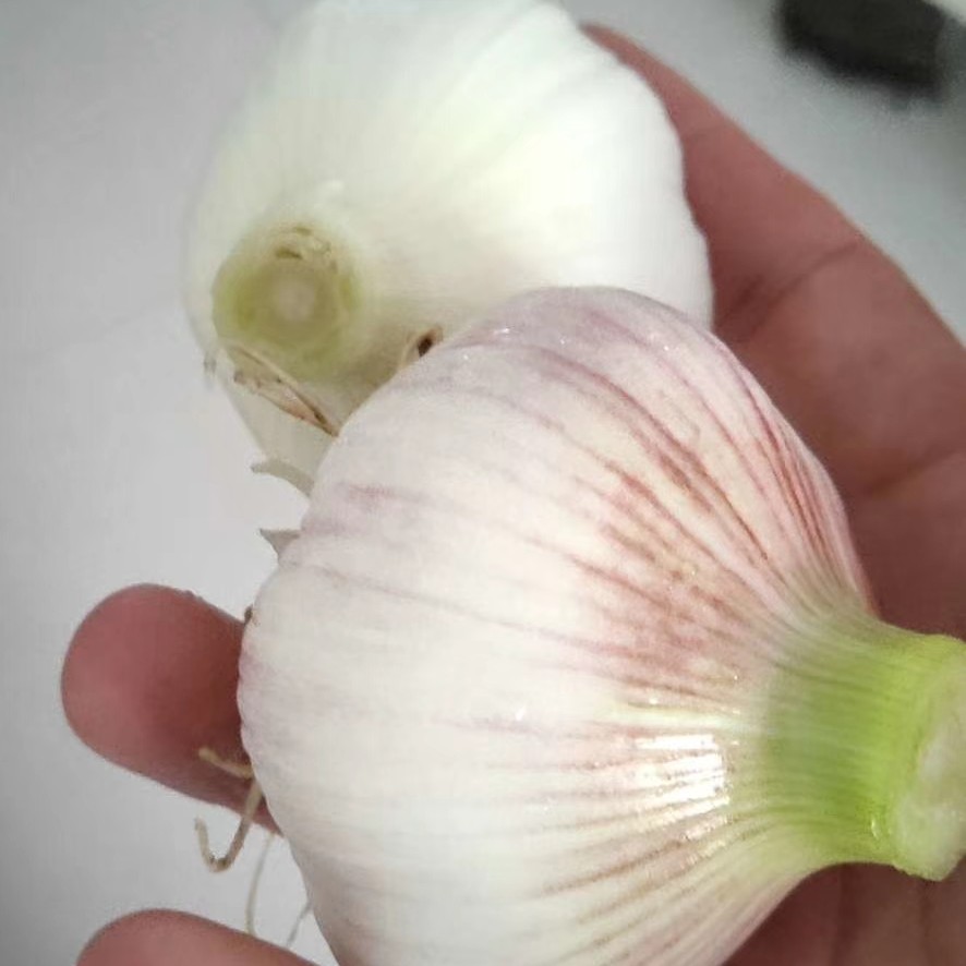  杞县大蒜大量上市，口感好，上货量大，全国发货