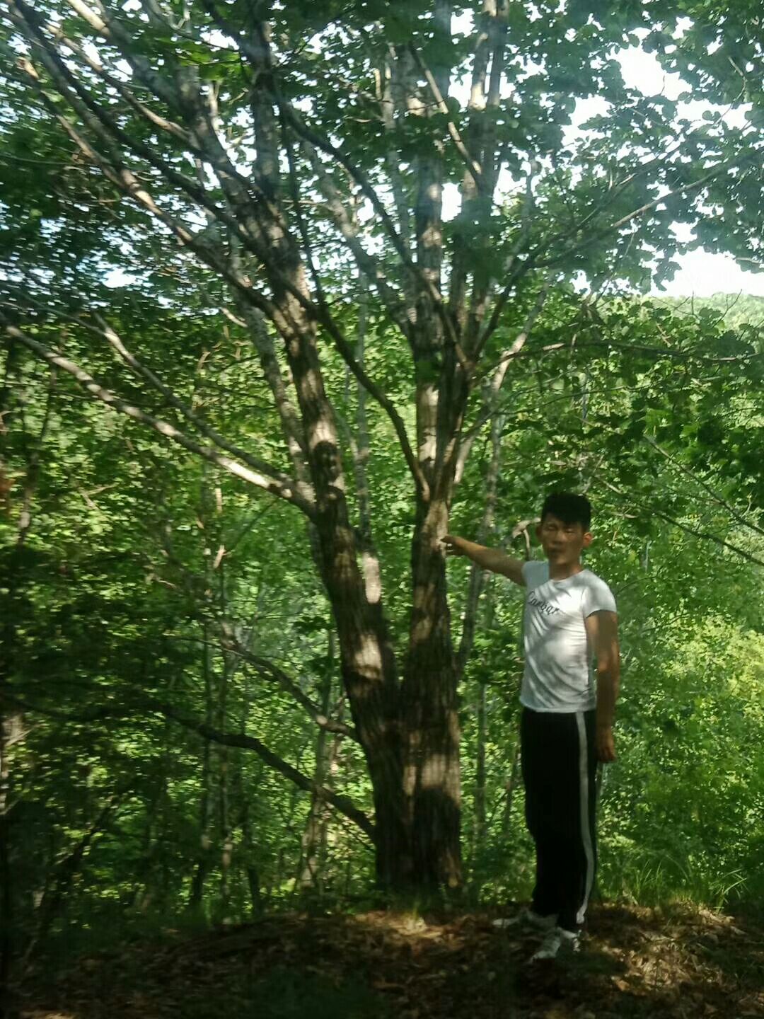 蒙古栎 蒙古丽。山槐。五角枫。康段子段。